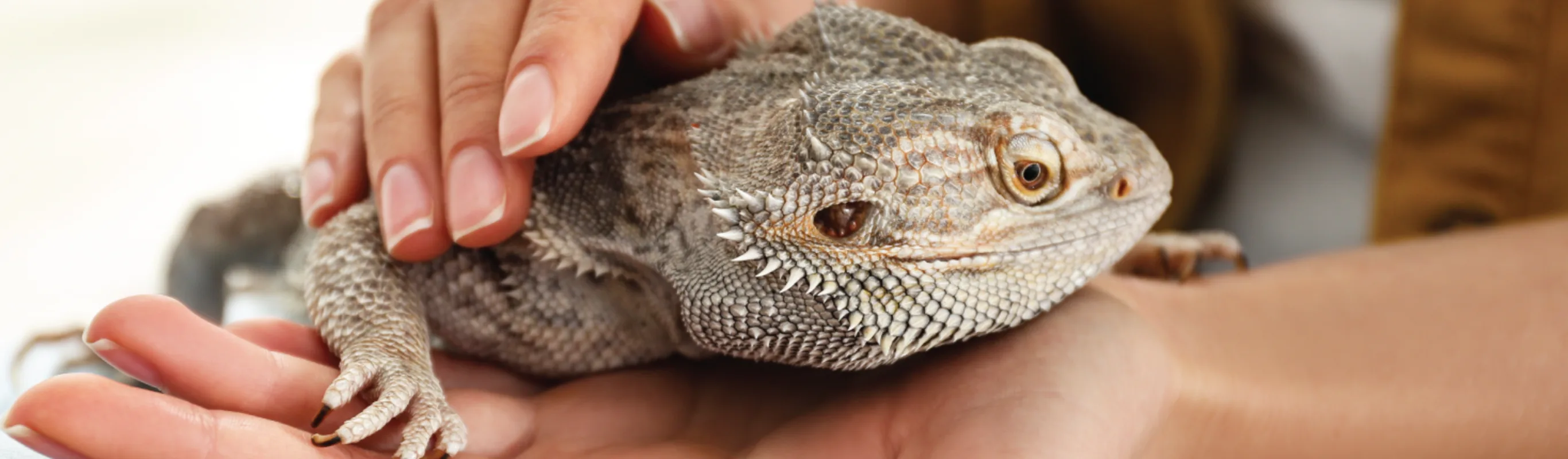 Midwest bird & 2024 exotic animal hospital